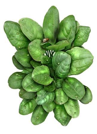 sorrel herb seeds for planting