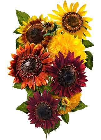 Crazy Mix Sunflower Seed For Planting (Helianthus annuus) 15