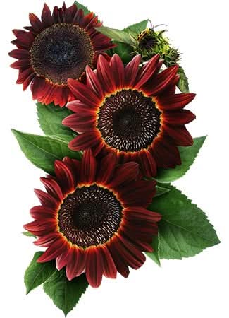 purchase sunflower seeds for planting Moulin Rouge Sunflower Seeds For Planting (Helianthus annuus) – Seed Needs LLC