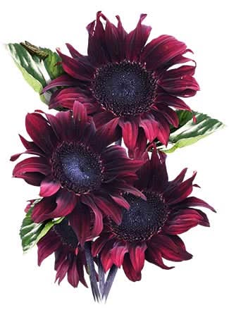 procut red sunflower seeds for planting
