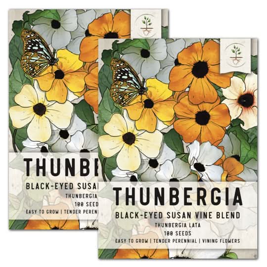 thunbergia black eyed susan vine seeds for planting