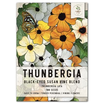 planting thunbergia seeds Black-Eyed Susan Vine