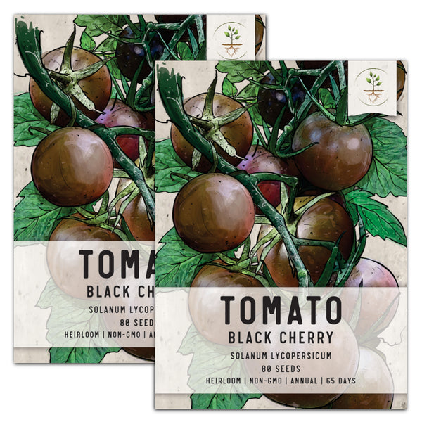Black Cherry Tomato Seeds For Planting (Solanum lycopersicum)