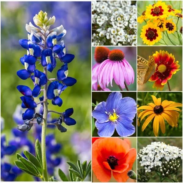 oklahoma flower seeds to plant sun and shade Texas Oklahoma Wildflower Mixture – Seed Needs LLC