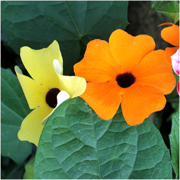 thunbergia black eyed susan vine seeds for planting