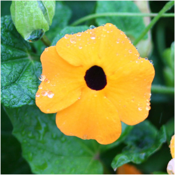 thunbergia black eyed susan vine seeds for planting