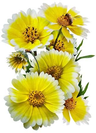 Tidy Tips Seeds For Planting (Layia platyglossa)