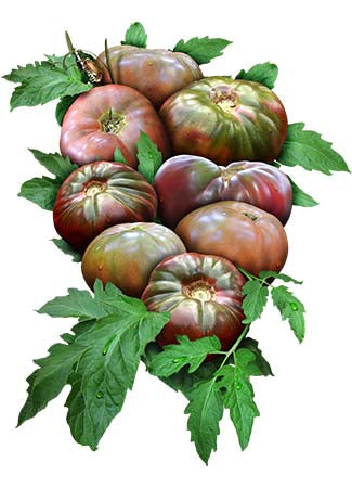 cherokee purple tomato seeds for planting