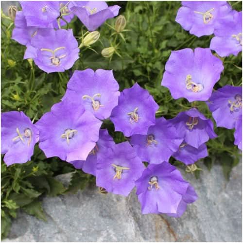 tussock Bellflower
