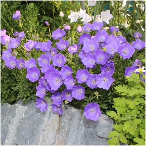 tussock Bellflower