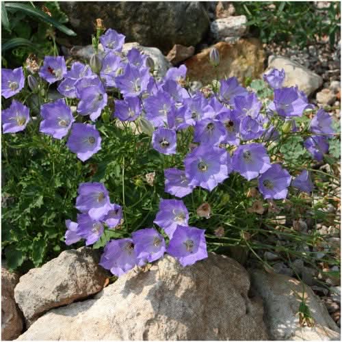 tussock Bellflower