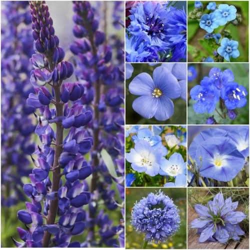 blue wildflower seed mix Dazzling Blue Wildflower Mixture – Seed Needs LLC