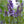 vera lavender seeds for planting