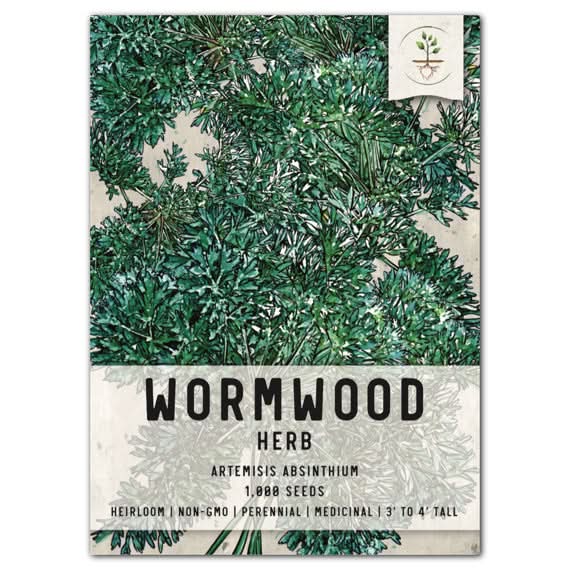planting wormwood seeds Wormwood Herb Seeds For Planting (Artemisis absinthium) Seed Needs – Seed Needs LLC