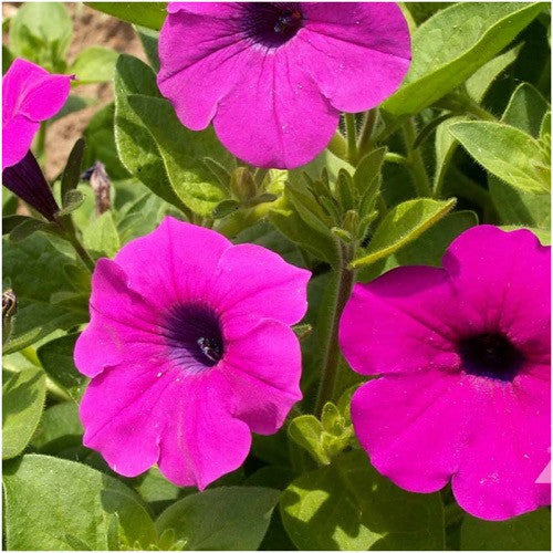 Wild Petunia Seeds For Planting