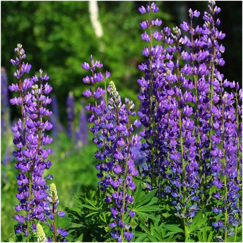 wild perennial lupine seeds for planting