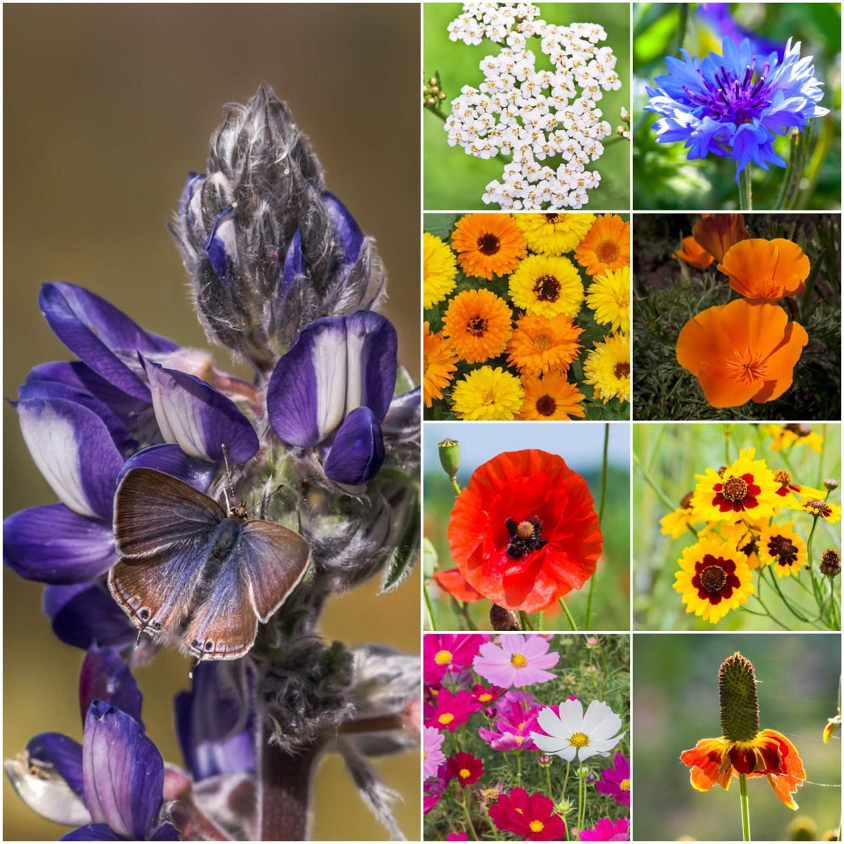 bird and butterfly wildflower seed mix Bird and Butterfly Wildflower Mixture – Seed Needs LLC