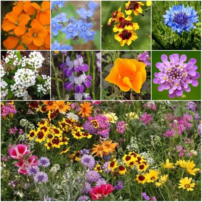 mixed wildflowers seeds Low Growing Wildflower Mixture – Seed Needs LLC