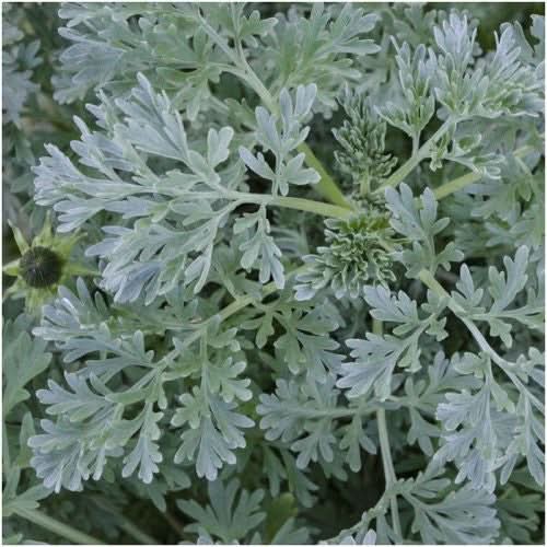 wormwood seeds for planting