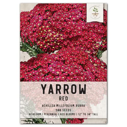 plant yarrow seeds Red Yarrow Seeds For Planting (Achillea millefolium rubra) Seed Needs – Seed Needs LLC