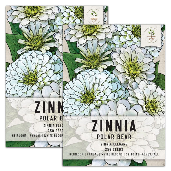 Polar Bear Zinnia Seeds For Planting (Zinnia elegans)