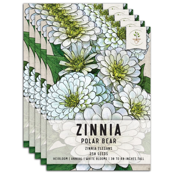 Polar Bear Zinnia Seeds For Planting (Zinnia elegans)
