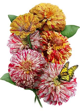 Peppermint Stick Zinnia Mixture (Zinnia elegans)