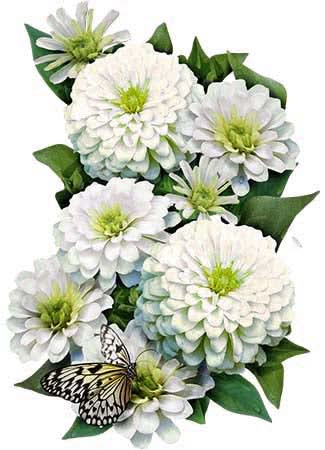 Polar Bear Zinnia Seeds For Planting (Zinnia elegans)