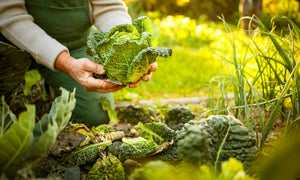 Last Call: Time to Plant Some Fall Garden Crops