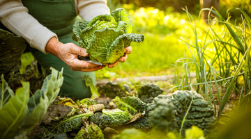 Last Call: Time to Plant Some Fall Garden Crops
