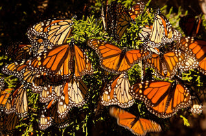 Migrating Monarch Butterflies, Now On The Endangered Species List! Here
