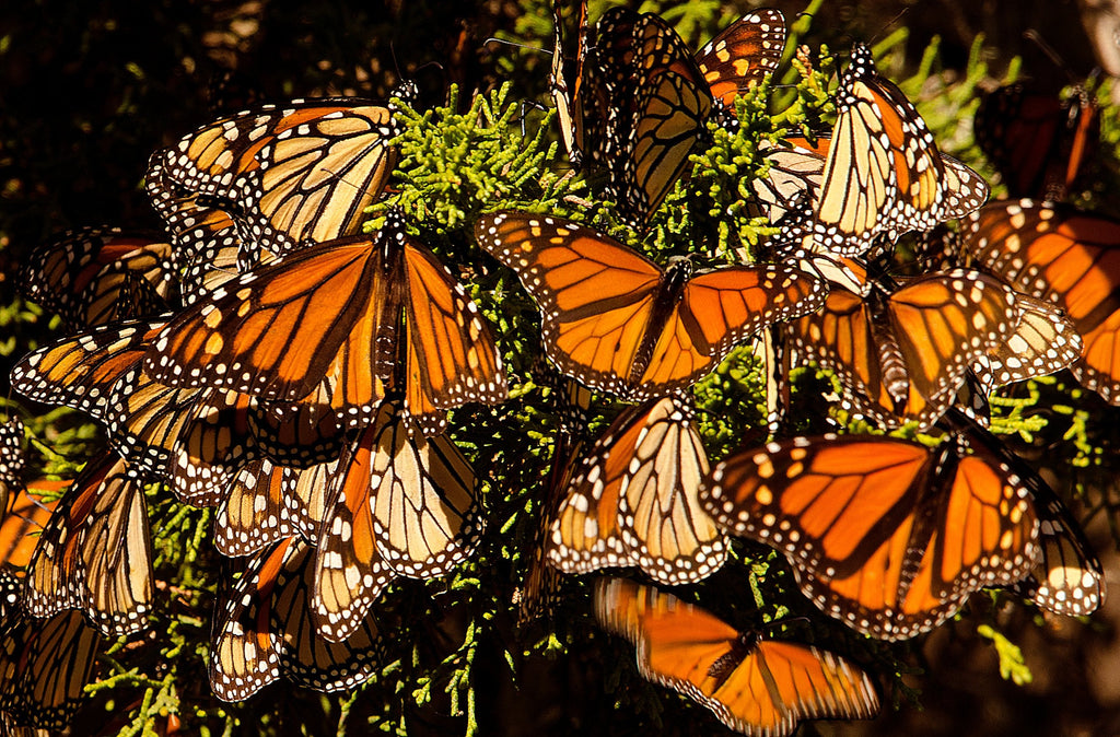 Migrating Monarch Butterflies, Now On The Endangered Species List! Here's How To Give Them A Lift!