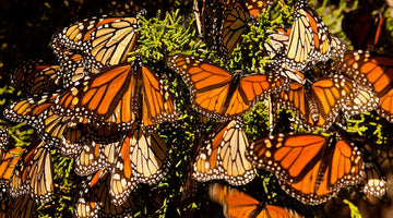 Migrating Monarch Butterflies, Now On The Endangered Species List! Here's How To Give Them A Lift!