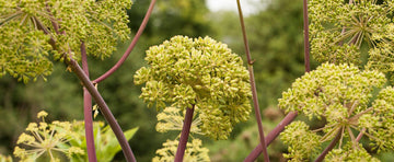 Angelica Just Might Be the Angel You Need in Your Garden