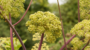 Angelica Just Might Be the Angel You Need in Your Garden