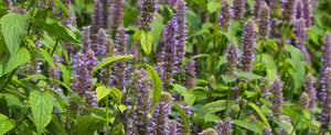 Anise Hyssop Herbs: General Information and Uses