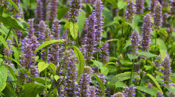 Anise Hyssop Herbs: General Information and Uses