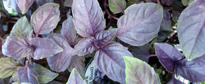 Basil Herbs: 8 unique and Flavorful Varieties To Choose From