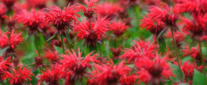 Growing Bee Balm From Seed