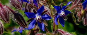 Borage: A Must Have, Multipurpose Herb for the Garden