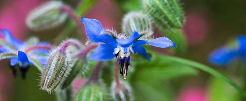 Summer Entertaining: 3 Drink Recipes with Borage Flair
