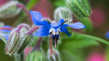 Borage Recipe