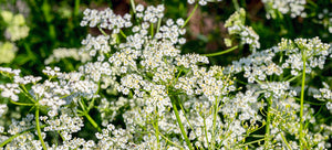 Growing Caraway