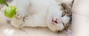 Catnip (Nepeta cataria) - Not Only for Your Pet