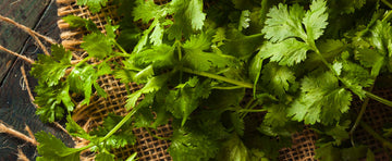 Cilantro, It's More Than Just A Taco Topping