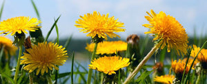 Dandelion Herb: The Benefits of This 