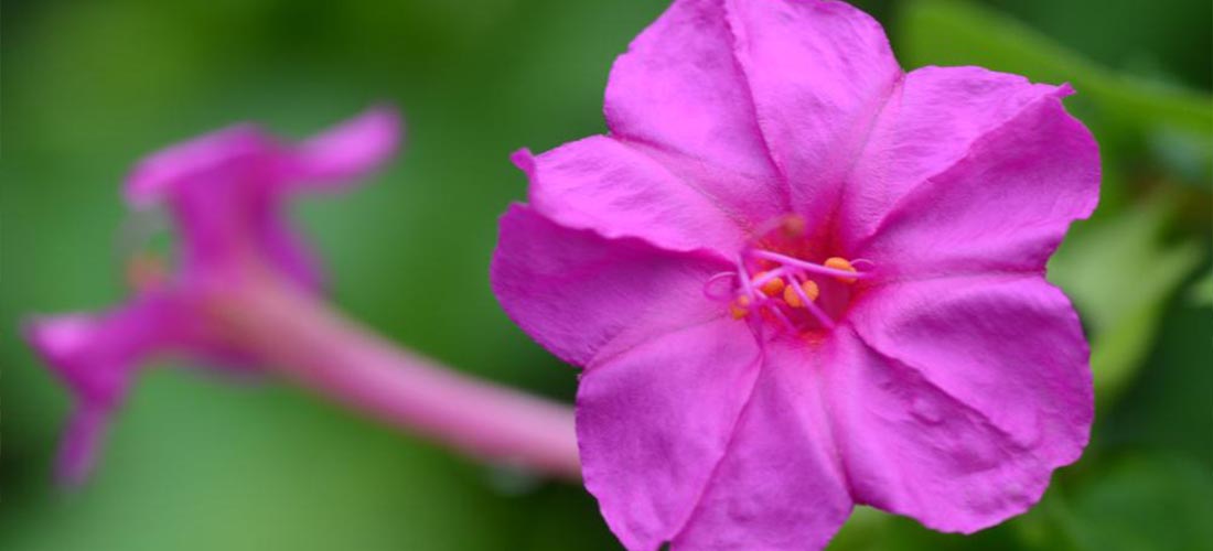 Kick Off Happy Hour! How to Grow Four O' Clock Plants from Seed Seed