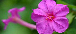 Grow Four O Clock From Seeds