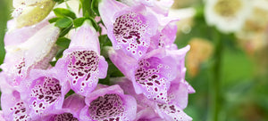 Spike Your Heart Rate: Grow Your Own Foxglove from Seed