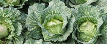 Growing Cabbage Isn't As Hard As You Think!